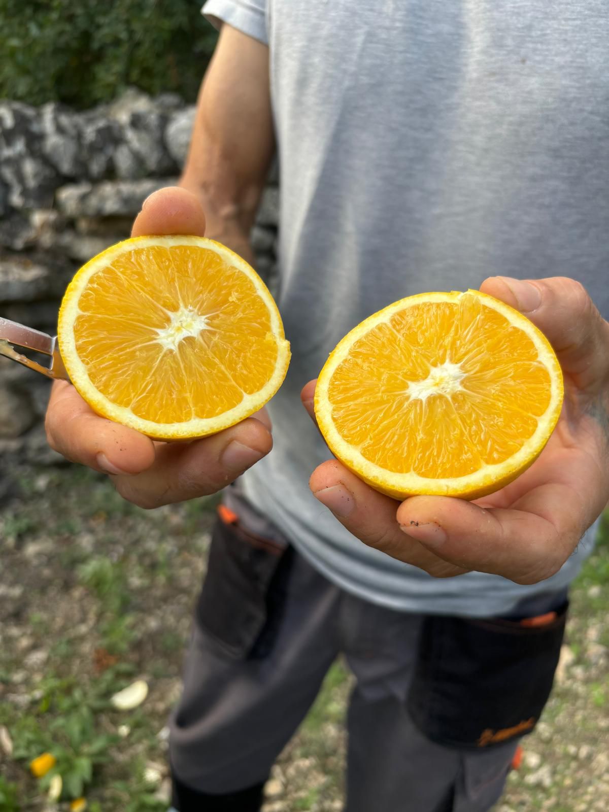 Arance biologiche siciliane tagliate a metà — Il Siculo Bio