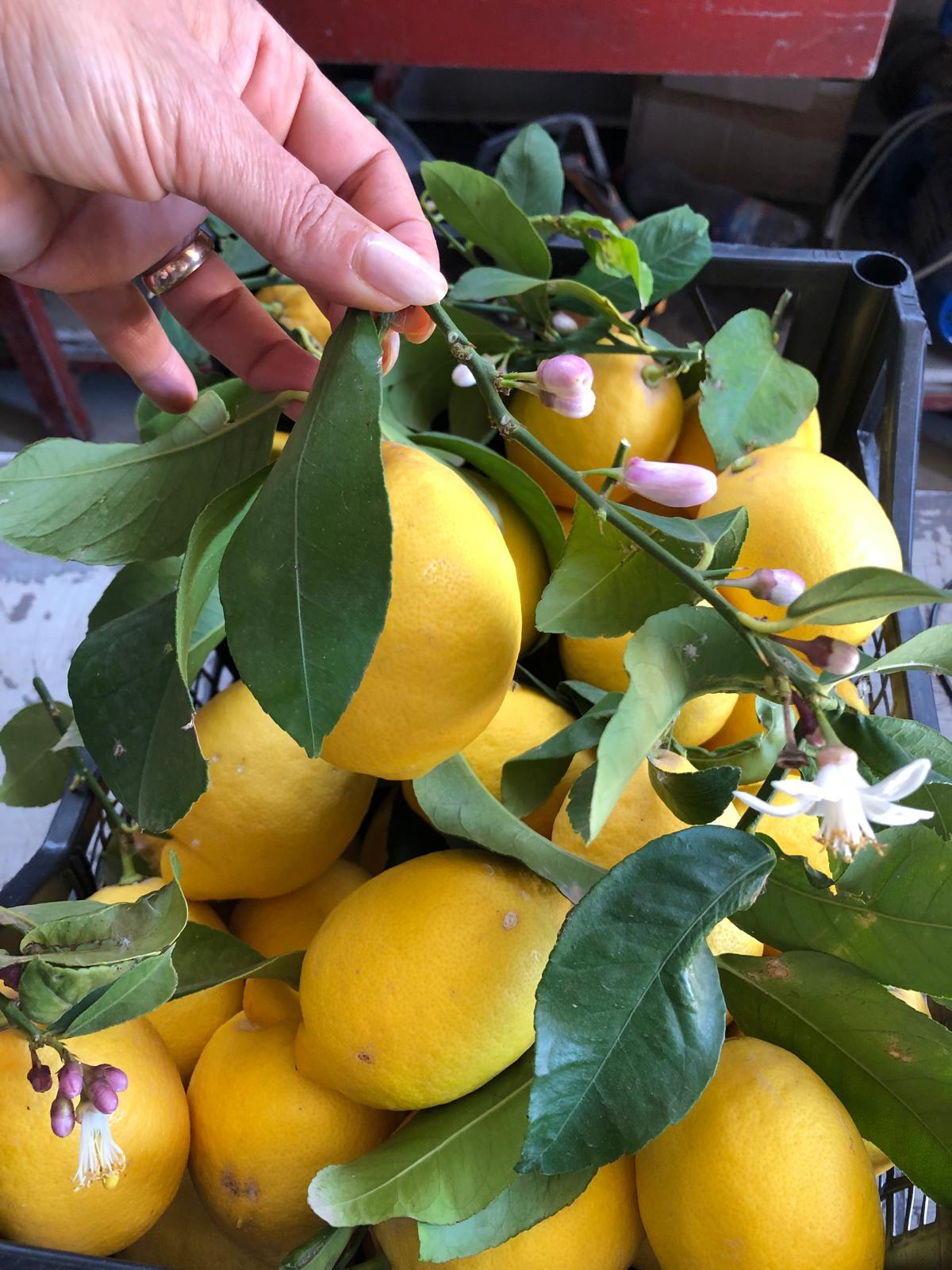 Limoni biologici siciliani con foglie e fiori — Il Siculo Bio