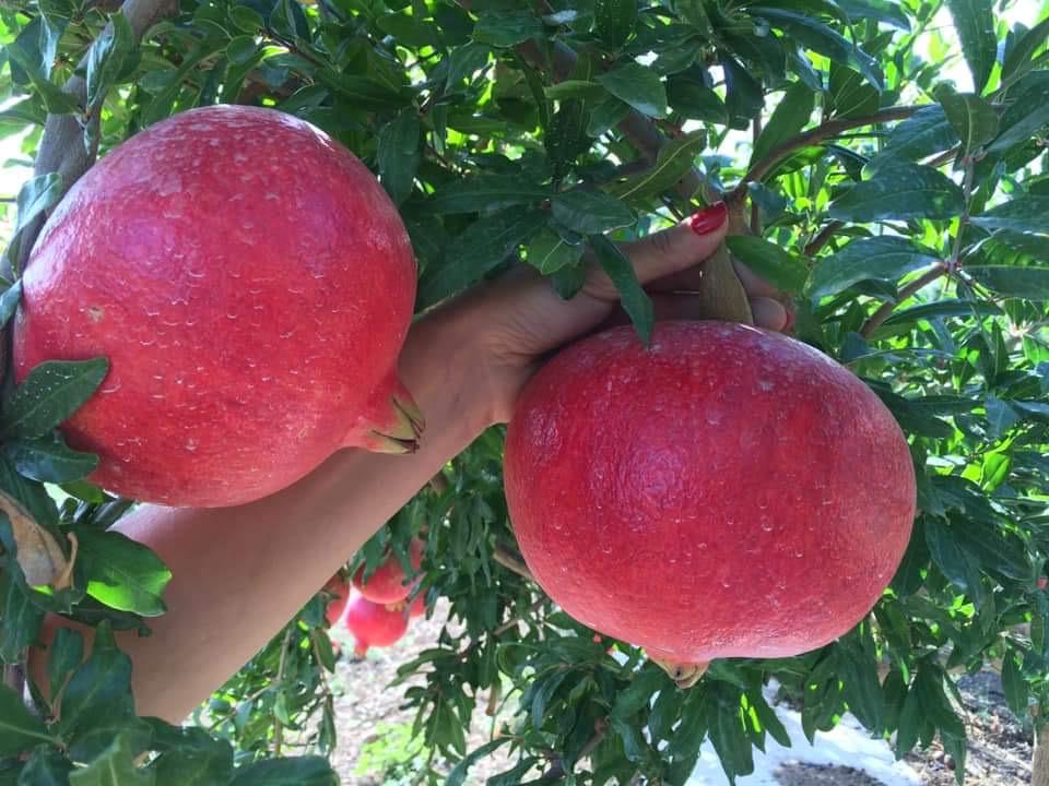 Melograni biologici siciliani sulla pianta — Il Siculo Bio